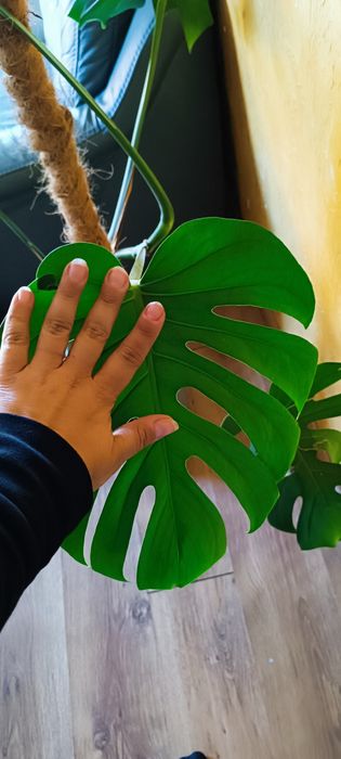 Duża monstera 150 cm  z doniczką