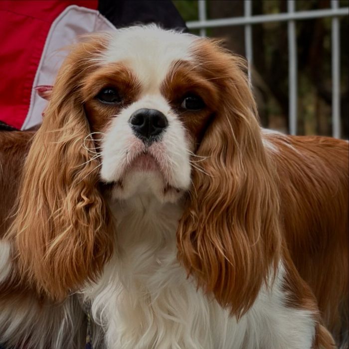 Кавалер Кінг Чарльз спанієль вʼязка