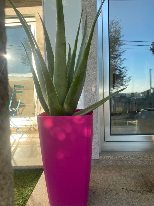 Aloé Vera biológico. xarope do cato