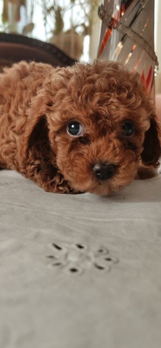 Той пудель ксу с документами