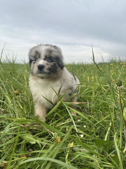 Miniaturowy owczarek amerykański
