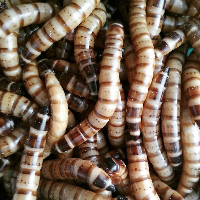 Зофобас живой. Продам. Днепр