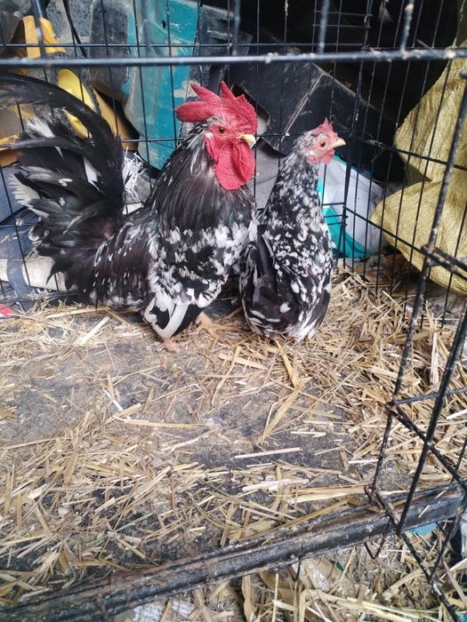 Kury chabo I kochin miniatura