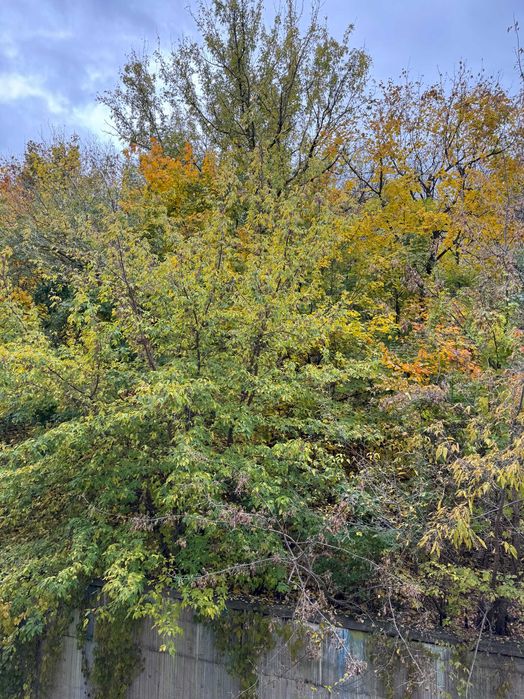 Комерційна нерухомість за адресою вул. Кожем`яцька (площа 120 м²) - Atlanta.ua - фото 22