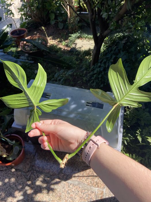 Philodendron Florida Ghost corte 3