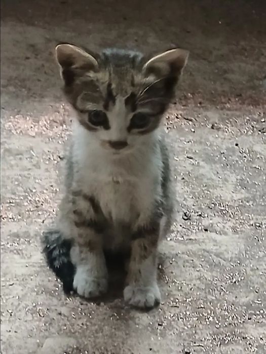 Отдам даром в добрые руки полосатых котят
