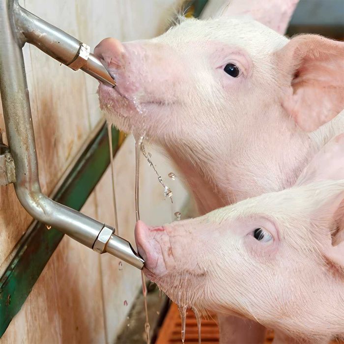 Poidło smoczkowe dla tuczników, stal, gruby trzpień, Kerbl