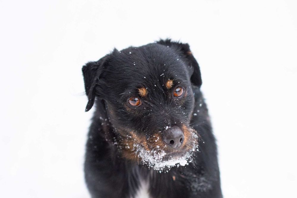 AVEO - mały, terierowaty, nieśmiały, delikatny