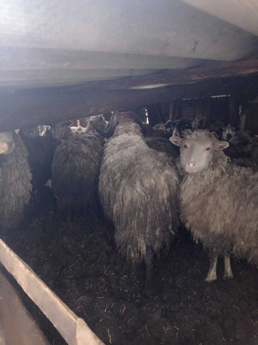 Барани вівці молодняк до 2 років продам на розплод є племенний баран.