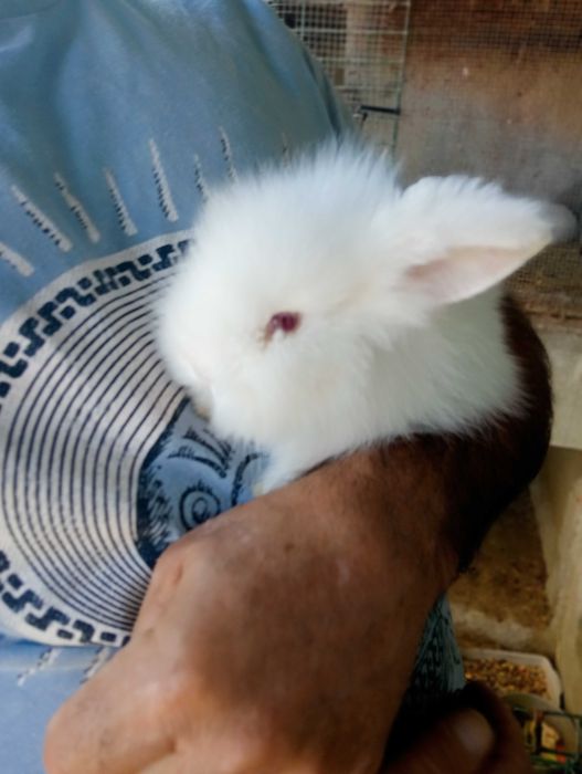 Coelhinhas Mini Lop
