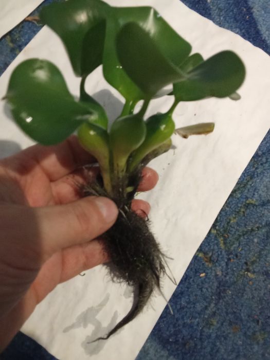 Гиацинт - Акваріумні рослини