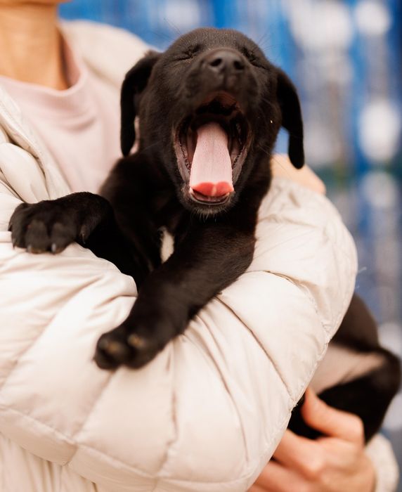 Цуценя-хлопчик, 2 міс шукає дім!