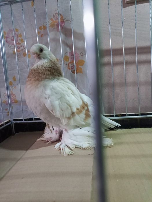 Blauwinder samczyk 25 rok