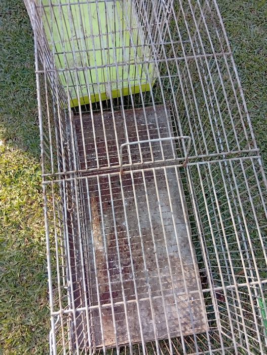 Troco por aves do meu interesse