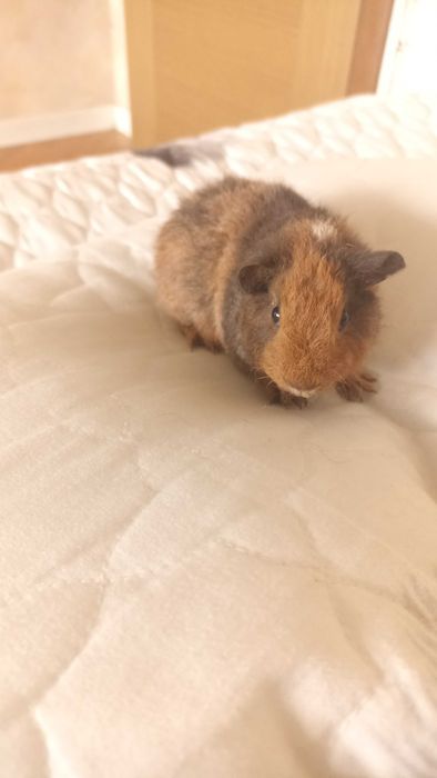 Морська свинка Американський Тедді