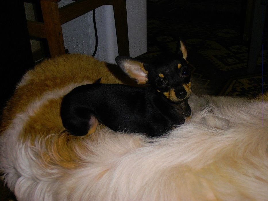 Кобель той-терьер. Вязка. КСУ.