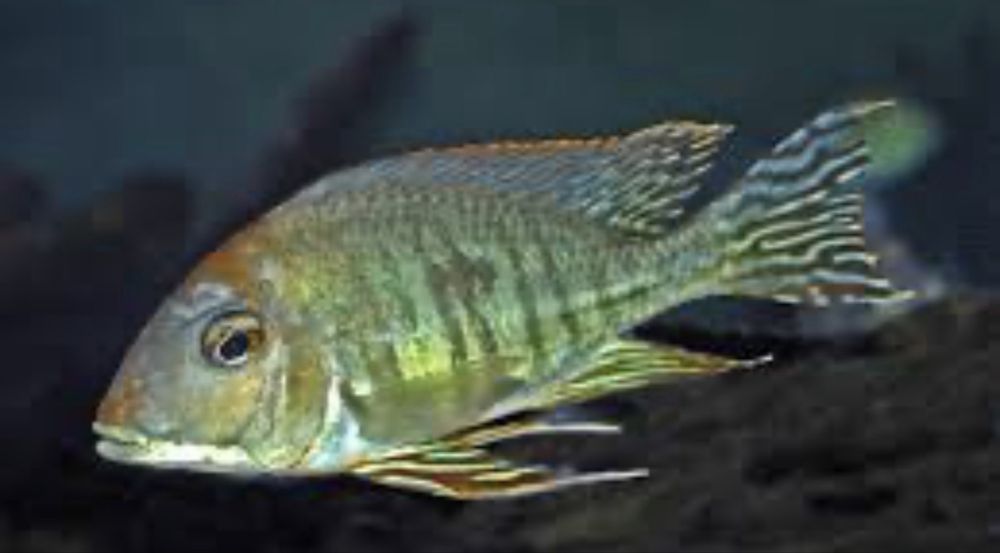 Geophagus são conhecidos como "Papa-terra"