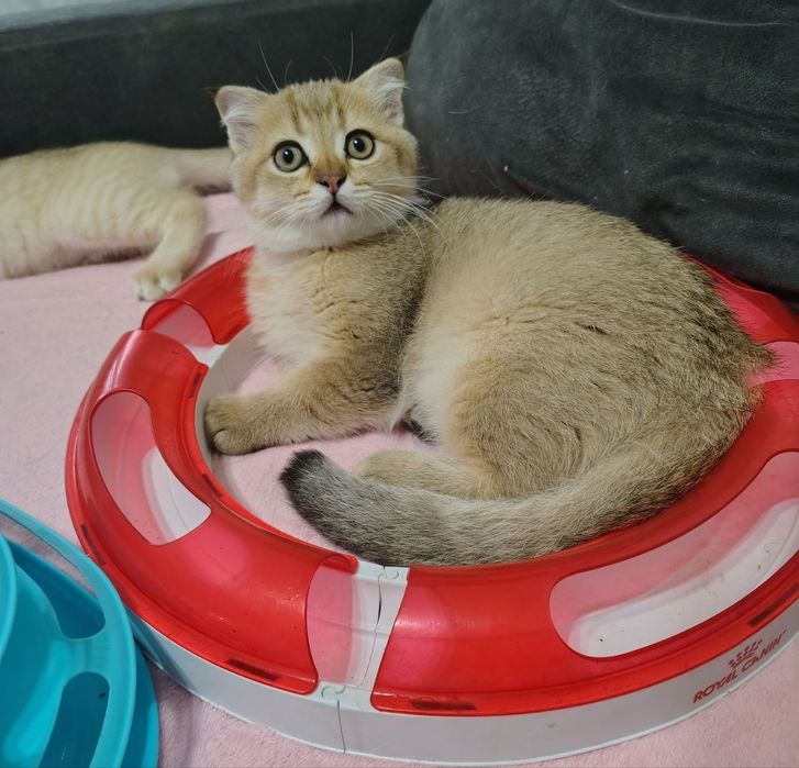 Шотландські кошенята