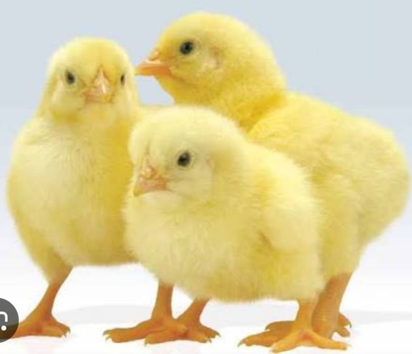 Продаж добового БРОЙЛЕРА