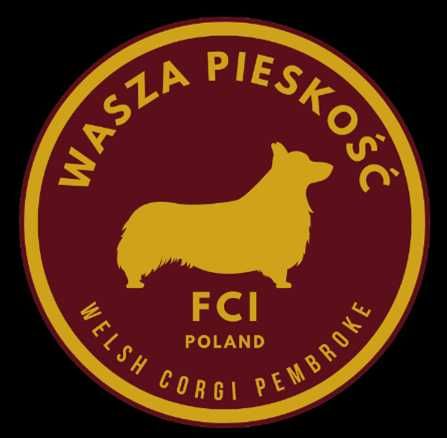 Szczenięta Welsh Corgi Pembroke - zapowiedź miotu 2026