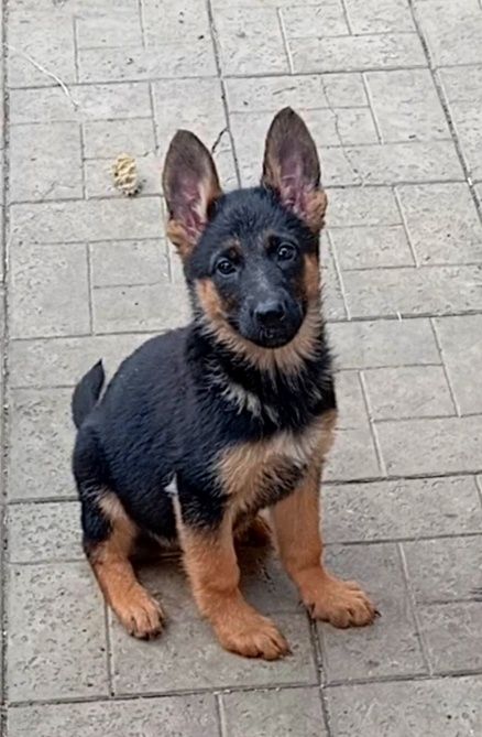 Роскошные девочки 2,5 мес.