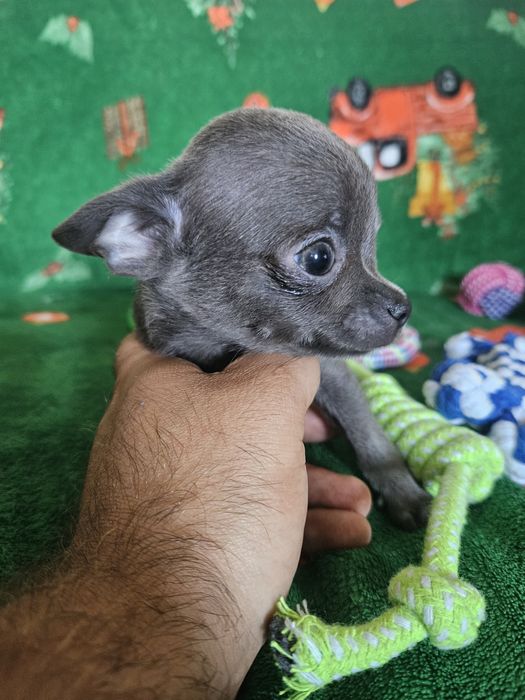 Chihuahua śliczny niebieski piesek