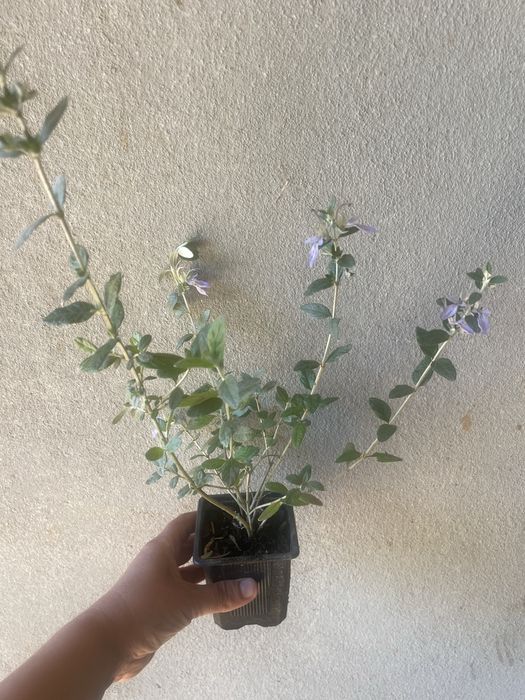 teucrium fruticans