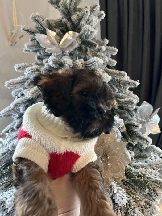 Цуценята Ши-пу дівчинка, хлопчик