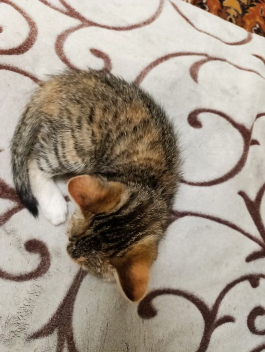 Отдам котенка в добрые руки