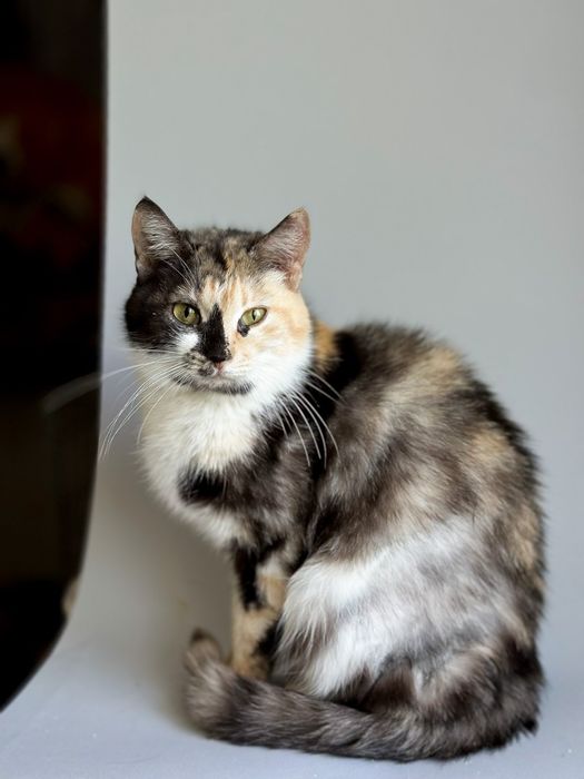 Надзвичайній красуні потрібна родина