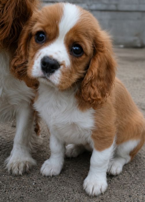 Cavalier King Charles Spaniel piesek