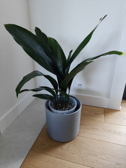 Aspidistra wyniosła