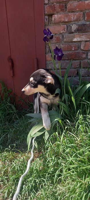 Цуцик в добрі руки