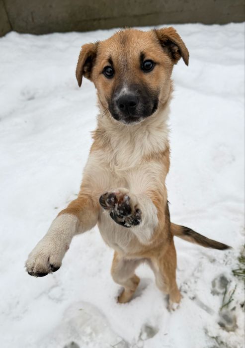 Маленька собака/ песик шукає дім