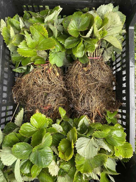 Продам саджанці ремонтантної малини різних сортів