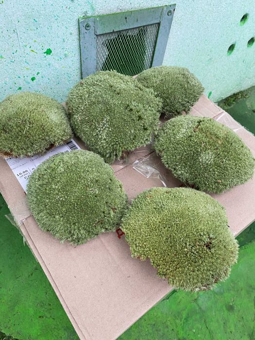 Скуп мох Кочка лісовий