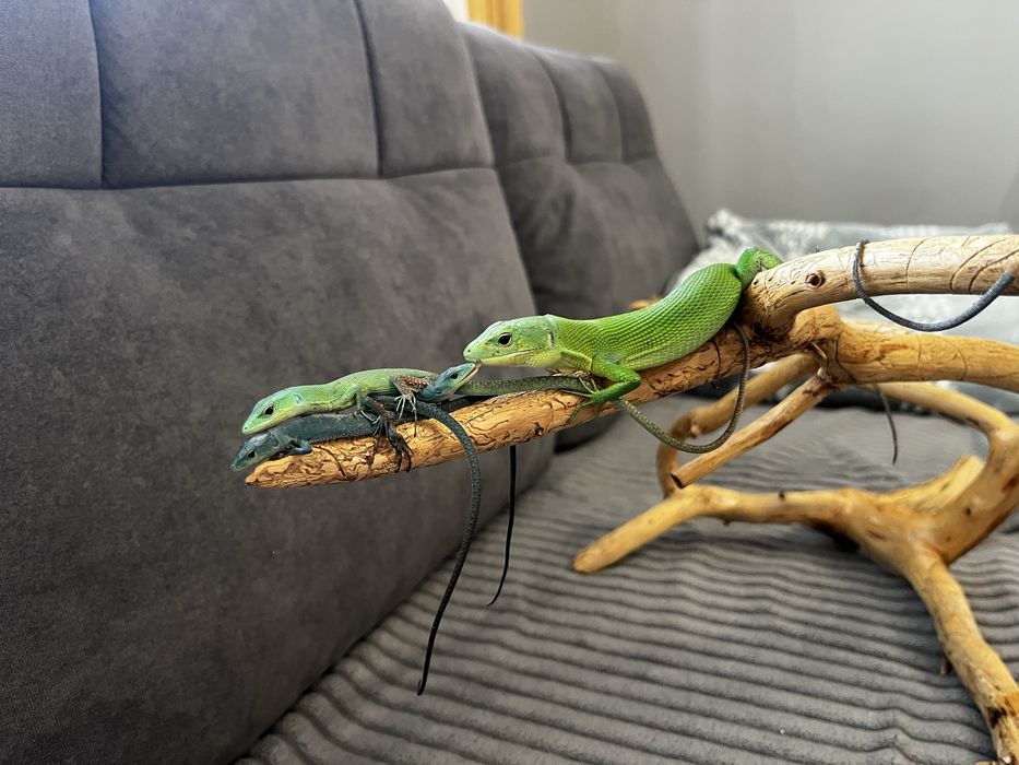 Jaszczurka gastropholis prasina młode samiczki