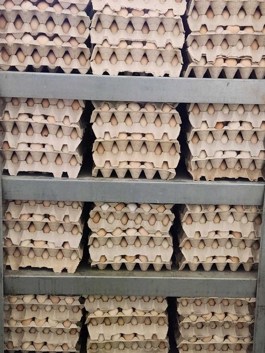 Kury nioski młode Rosa z własnej hodowli. Dominant. Dowóz.