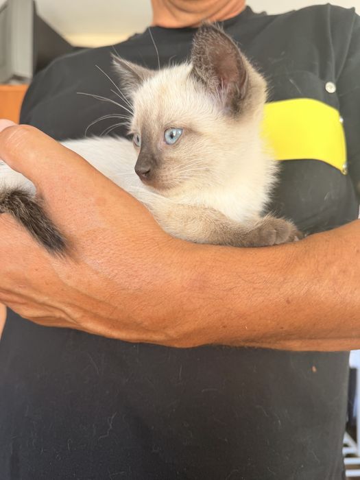Dá-se 2 gatinhas