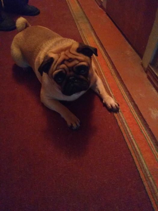 Солидный абрикосовый Мопс ищет невесту