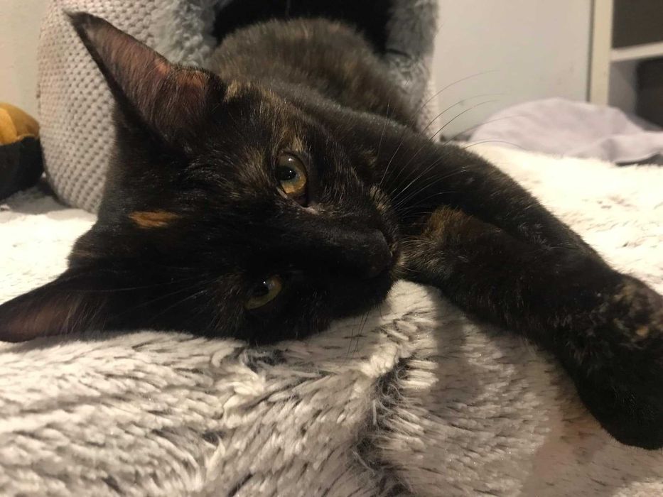 Słodka Tofifi do adopcji