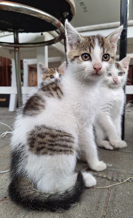 3 kotki szukają dobrego domu!