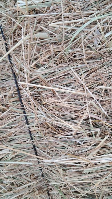 Vende se feno de festuca ou azevem