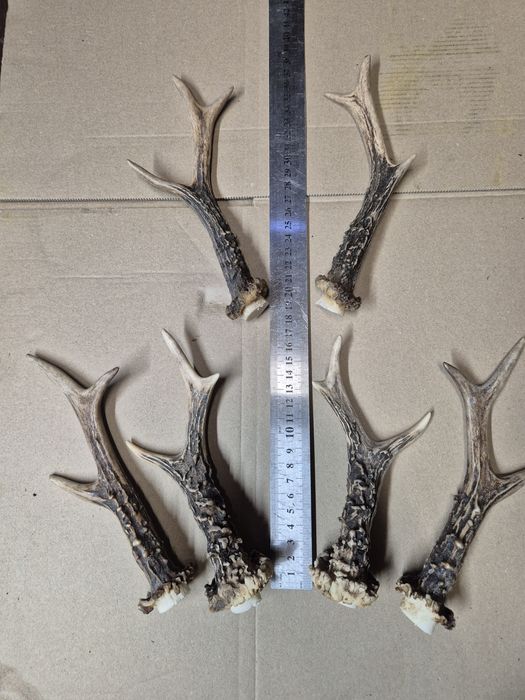 18cm 2 szt Para jelonka rogi dla Psa parostki sarny