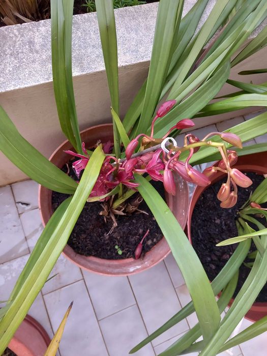 Vasos orquidea Bordeaux novos