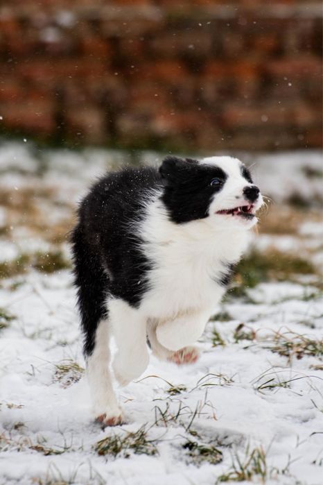 Border collie zkwp