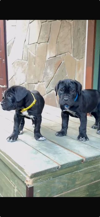 Кане Корсо хлопчик та дівчика