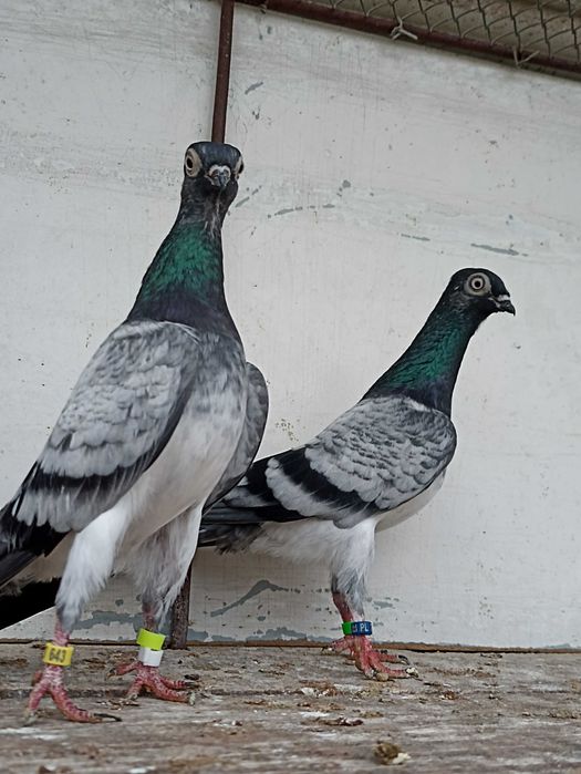 Sprzedam deresze deresz