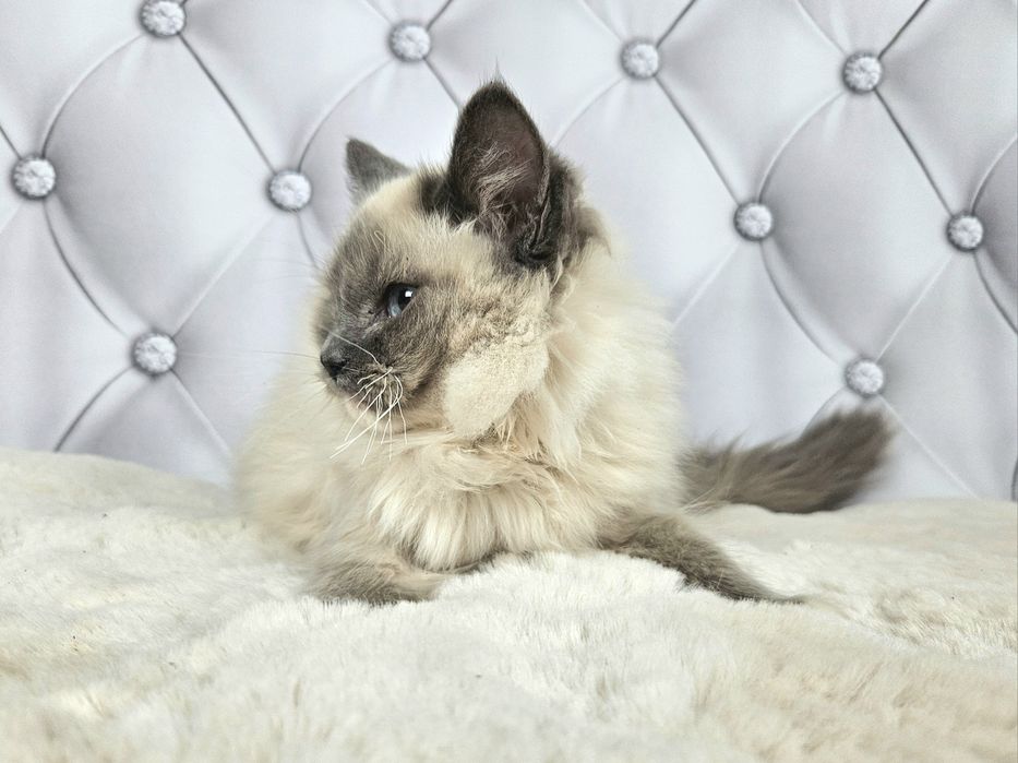 Ragdoll WCF kocurek Gero