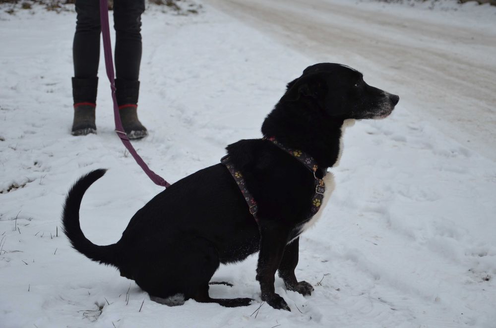 Frania do pokochania - adopcja